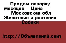 Продам овчарку 6 месяцев. › Цена ­ 5 000 - Московская обл. Животные и растения » Собаки   